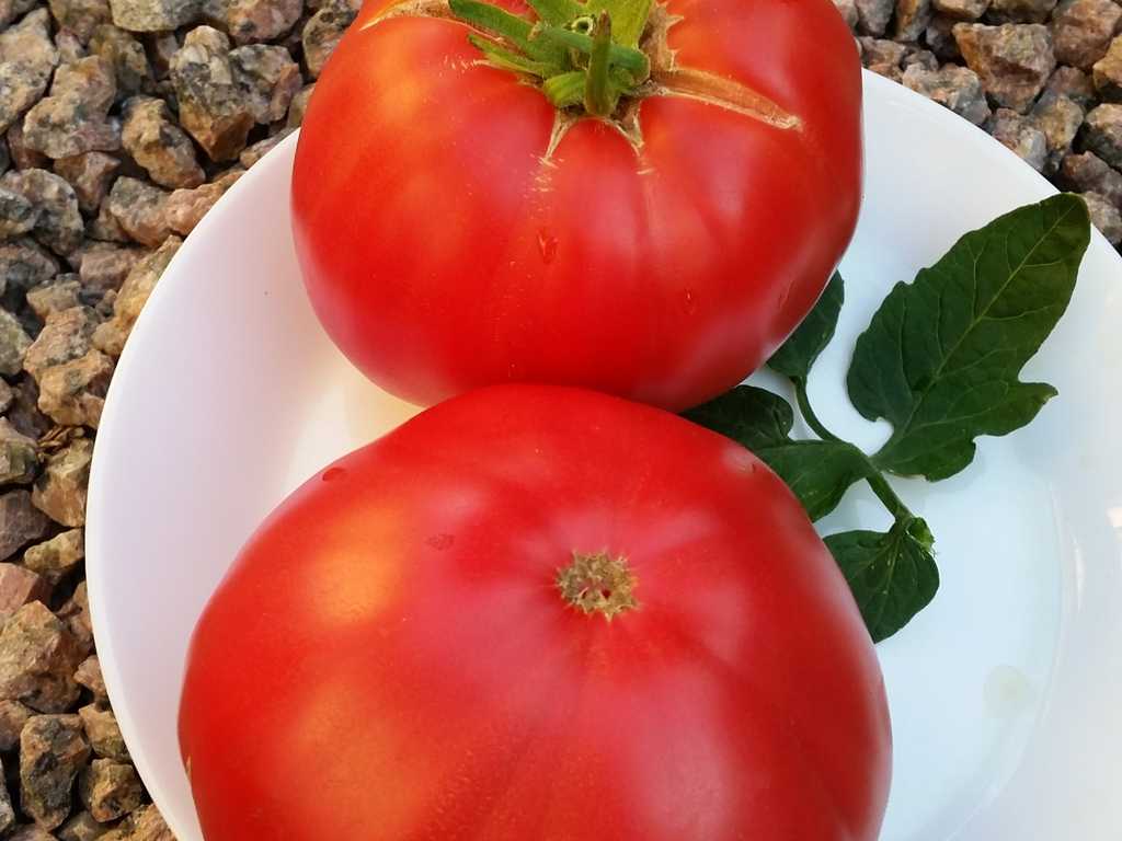 Rebecca Sebastian's Bull Bag